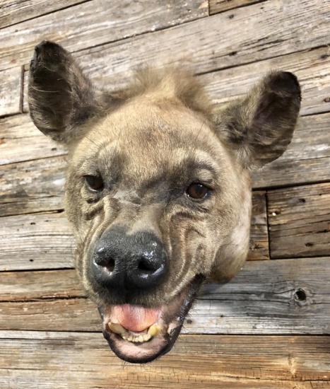 Hyena Mount Taxidermy