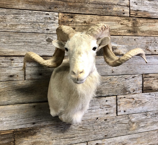White Coriscan Ram Mount Taxidermy