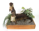 Two Otters Mounted Taxidermy