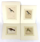 Lot of 4 Original Watercolors of birds by Listed Artist Heinrich Gottlieb Ludwig Reichenbach