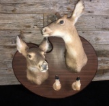 Pair of Whitetail Deer Mounted Taxidermy