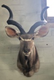 Kudu Mount Taxidermy