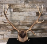 12 Point Elk Antlers Mount Taxidermy