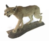 Caracal Wild Cat Mount Taxidermy