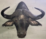 Water Buffalo Mount Taxidermy