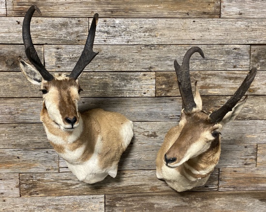 Pair of Pronghorn Taxidermy Mounts