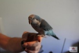Male Quaker parrot 8 months old come with cage and toys books and feed