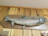 Old trout mount