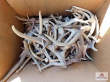 Box of antlers