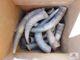 Box of cow horns