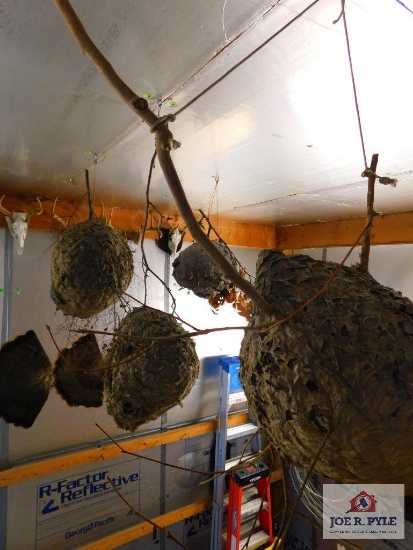 Hornet Nests