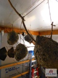 Hornet Nests