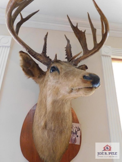 Deer mount