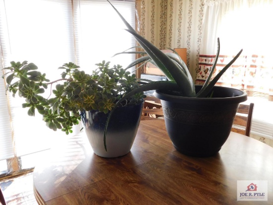 Planters w/large aloe plant