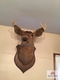 Mounted buck deer head