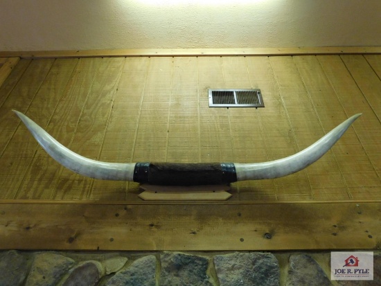 6.5 longhorn steer horns
