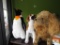 Stuff Animals