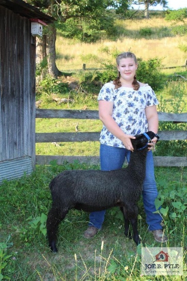 Market Lamb / JR / Tag: 372 [Chloe Sharpless]