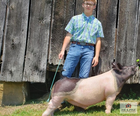 Market Hog / Sr / Tag: 381 [Caden Lipscomb]