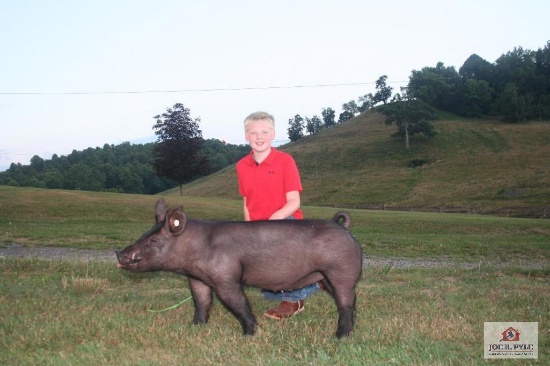 Market Hog / Jr / Tag: 377 [Cole Blosser]