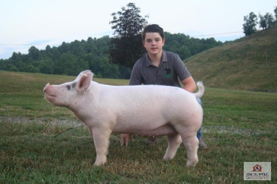 Market Hog / Sr / Tag: 378 [Chris Blosser]