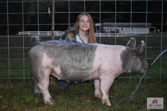 Market Hog / Sr / Tag: 379 [Mackenzie Brock]