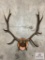 6x6 Elk Rack