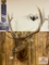 North American Elk 6x6 approx. 35-38