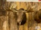 Northwest Territory Moose 10x10 approx. 50