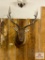 North American Elk 6x6 approx. 36