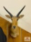 African mountain reed buck