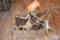 Box of white tail antlers