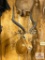 African Impala - in SCI record books
