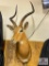 African Impala - in SCI record books