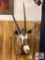 African gemsbok - in SCI record books
