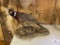 Ringneck Pheasant Mount