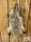 Badger pelt