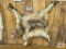 Gray wolf skin rug
