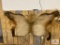 Elk hide (rear from a completed mount)