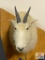 Rocky Mountain Goat (9