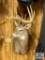 Eastern US Whitetail Mount (12 pt)