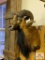 Barbarosa Ram mount