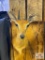 Steenbok mount