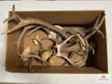 Flat of antlers
