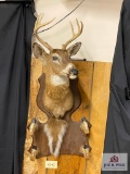 8-pt Whitetail Buck Mount w/Gun Racks