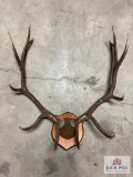 6x6 Elk Rack