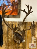 Trophy Caribou mount