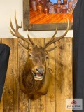 Elk Mount- 5x4