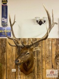 North American Elk 6x6 approx. 35-38