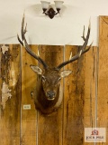 North American Elk 6x6 approx. 36